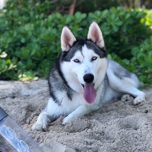 Meet your Posher, Abbey